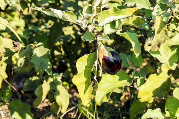 Fresh organic, natural agriculture; eggplant field, harvest.