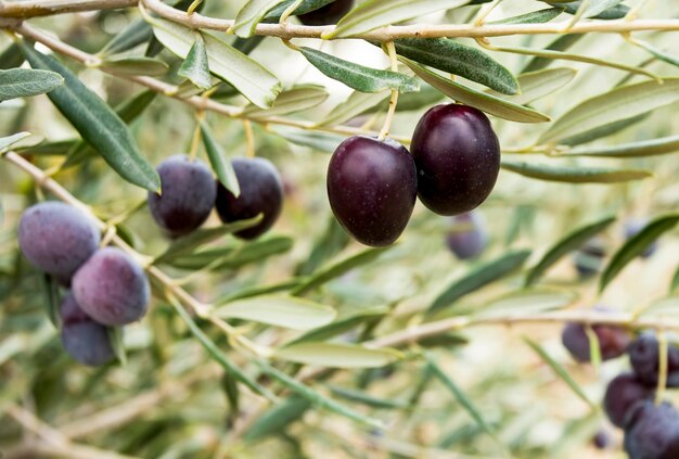 Foto olive biologiche fresche sull'olivo