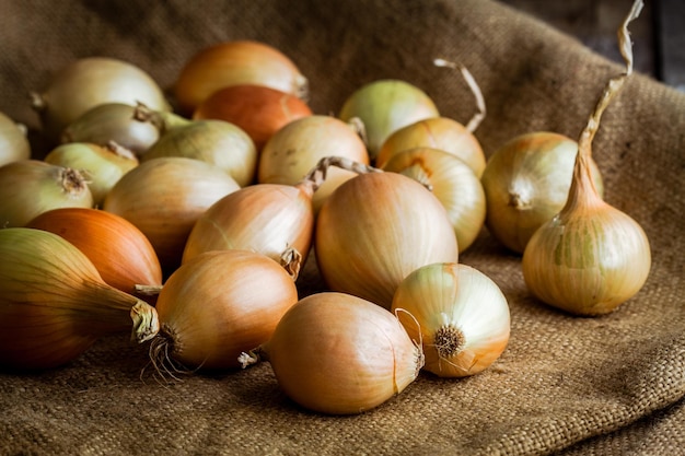 Fresh organic onions on sacking