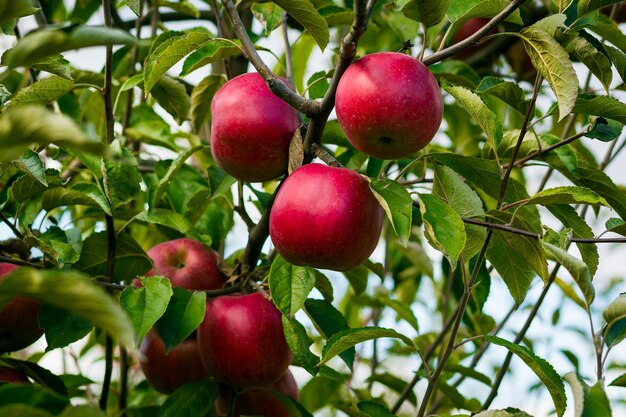 Fresh organic orchard full of riped red apples before harvest