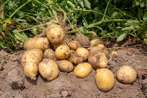Свежий органический картофель в поле. Концепция сельского хозяйства.