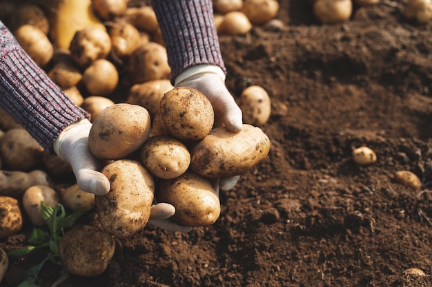 fresh organic potatoes on hand in the field