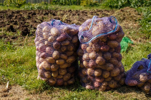 Фото Свежий органический картофель на поле собранный картофель в мешках в саду