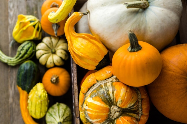 Fresh organic pumpkins from the local farmers market.