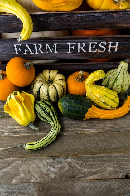 Fresh organic pumpkins from the local farmers market.