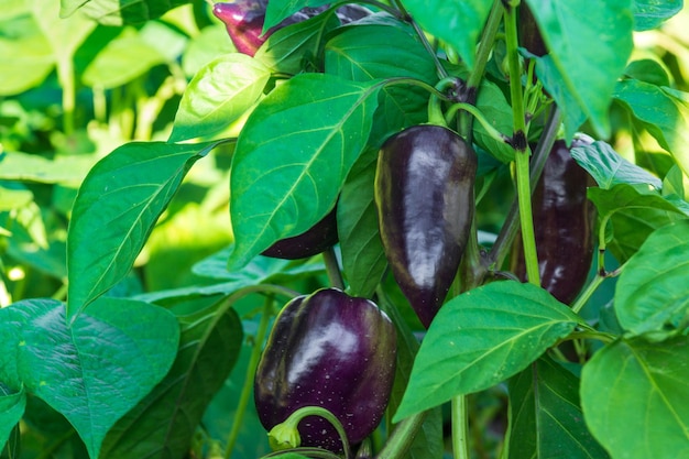 Foto peperone dolce porpora organico fresco che cresce nel giardino prima del raccolto