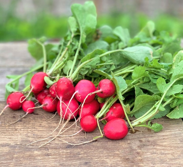 Fresh and organic radish