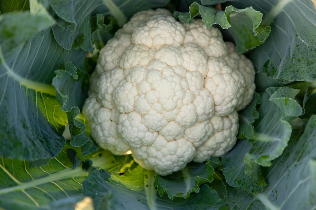 Photo fresh organic raw cauliflower top view with green leaves in the garden selective focus