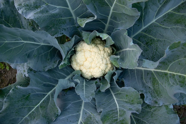 Fresh organic raw Cauliflower top view with green leaves in the garden