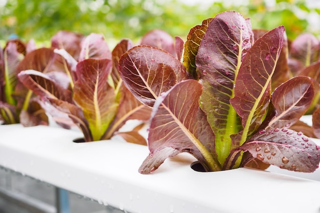 水耕栽培野菜農場システムの新鮮な有機赤葉レタスサラダ植物