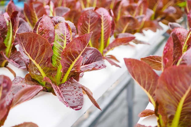 Салат из свежих органических красных листьев в системе гидропоники для выращивания овощей