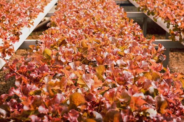 Fresh organic red lettuce salad plant in hydroponics vegetables farm