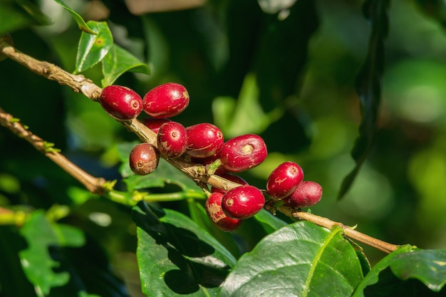 Chicchi di ciliegia crudi rossi e maturi organici freschi del caffè sull'albero