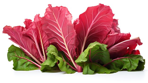 Fresh organic rhubarb leaves on white background