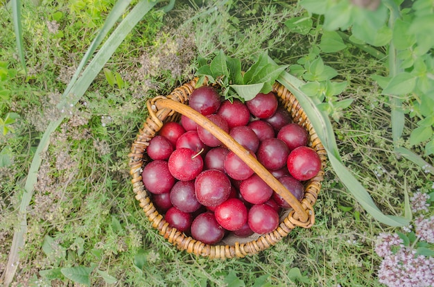  Fresh organic ripe red plums