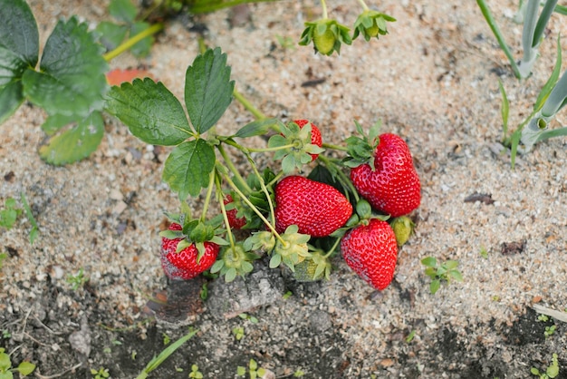 Fresh organic ripe red strawberries grow on a bush in the garden without chemicals and nitrates