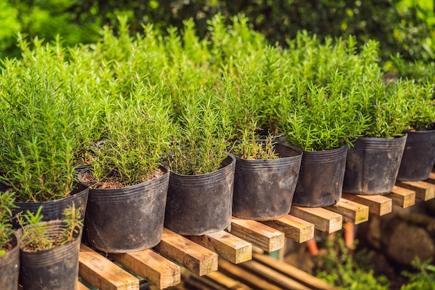 Fresh organic Rosemary Herb in a pot