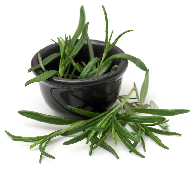 Fresh organic rosemary