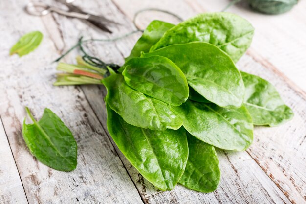 Fresh organic sorrel leaves