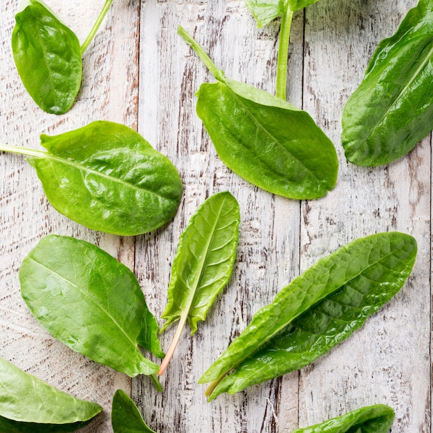 Fresh organic sorrel leaves