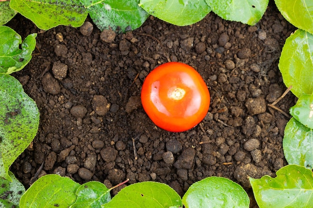 Фото Свежие органические помидоры на плоской почве фото свежие сельскохозяйственные фрукты концепция