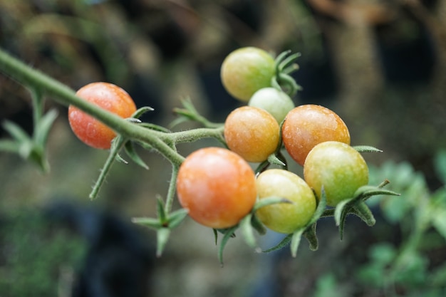 Свежие органические помидоры в саду
