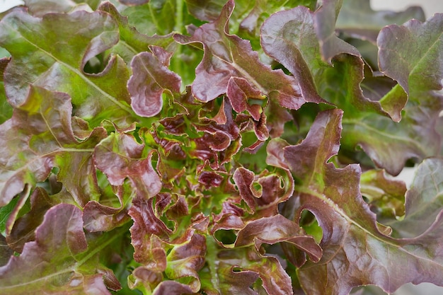 新鮮な有機野菜、緑の葉