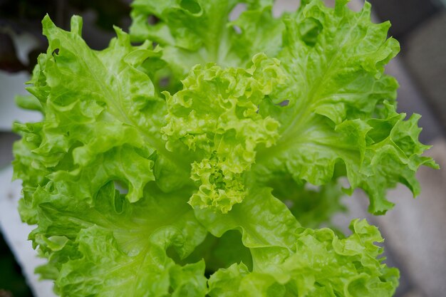 新鮮な有機野菜、緑の葉