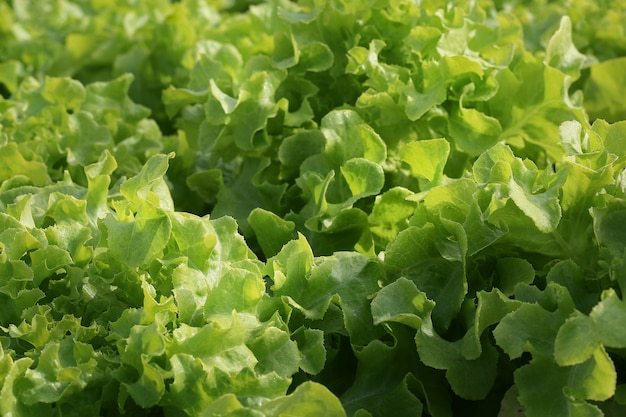 Свежий органический овощ в hydroponic vegetable поле.