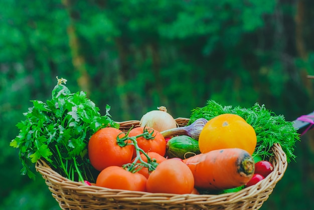 Verdure organiche fresche nel cestino