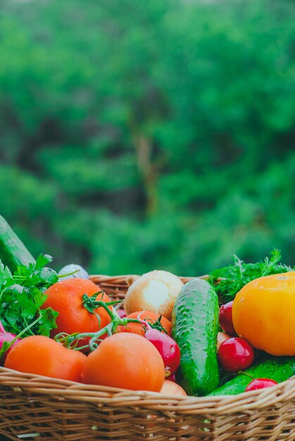 Fresh organic vegetables in the basket