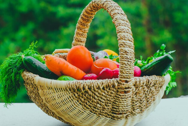 Fresh organic vegetables in the basket