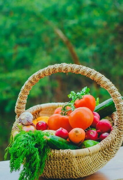 Fresh organic vegetables in the basket