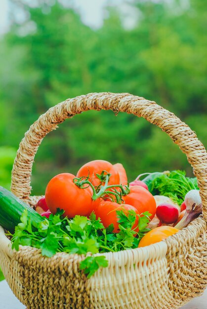 Fresh organic vegetables in the basket