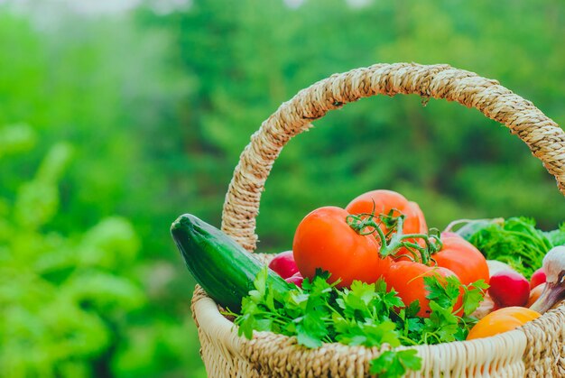 かごの中の新鮮な有機野菜