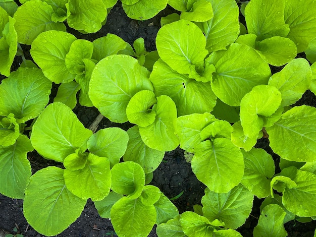 農場で生長する新鮮な有機野菜