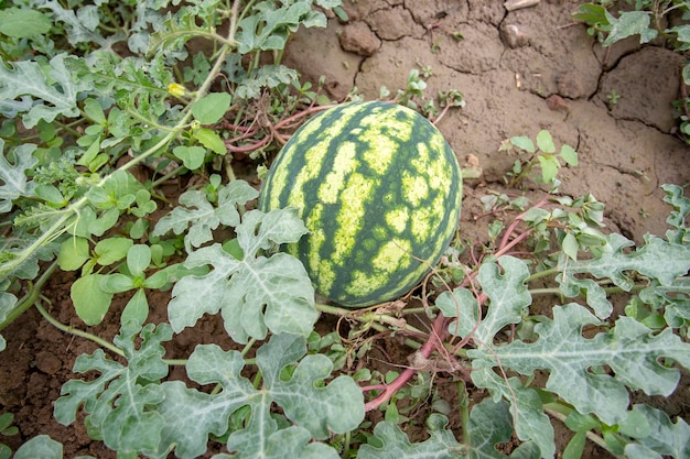 Fresh organic watermelon field. Agriculture concept photo.