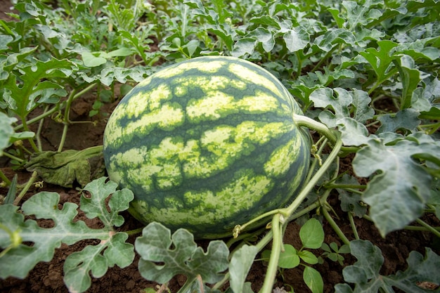 Fresh organic watermelon field. Agriculture concept photo.