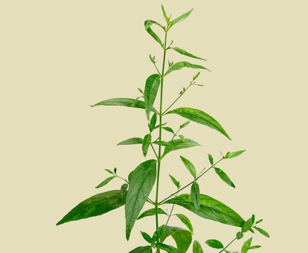 Fresh organicgreen chiretta plant isolated