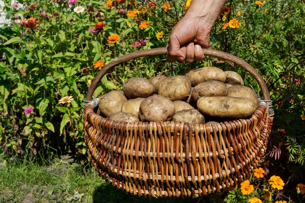 Свежий органический картофель, сбор урожая.