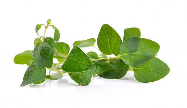 Fresh origano branch leaf isolated