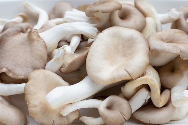 Fresh oyster mushroom in bamboo basket on white background.