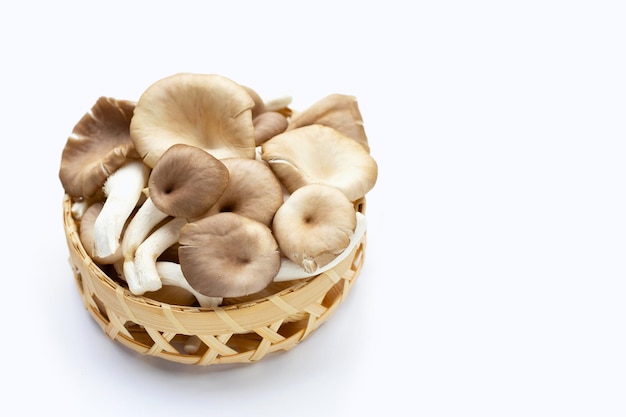 Fresh oyster mushroom in bamboo basket on white background