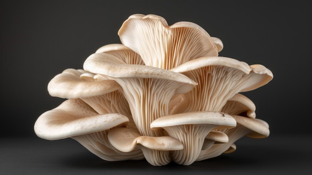 Fresh Oyster Mushroom Cluster on a Dark Background