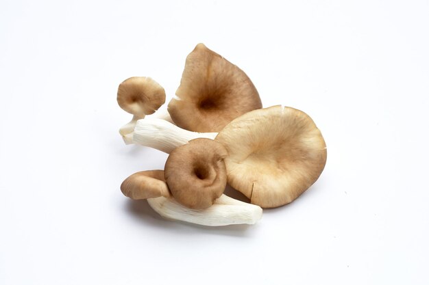 Fresh oyster mushroom on white background.