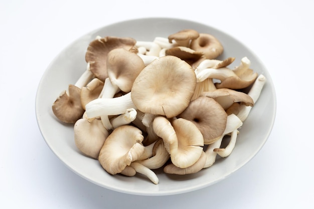 Fresh oyster mushroom in white plate