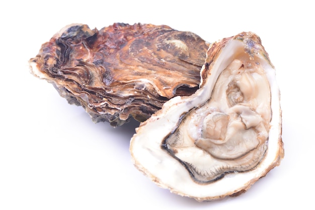 Fresh oyster