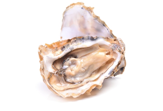 Fresh oyster