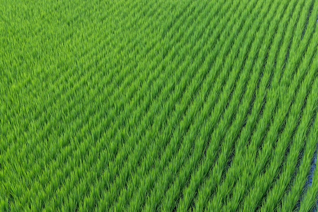 Photo fresh paddy rice field meadow