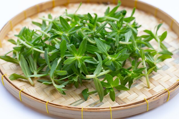 Fresh paddy rice herb in basket isolated